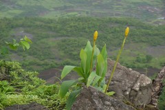 Zingiber diwakarianum